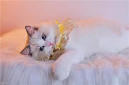 这么多猫咪品种:有你家的小可爱吗?
