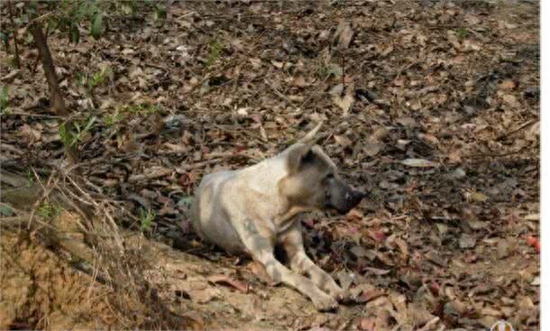 中国獒，号称中国第一狩猎犬的湖北箭毛犬，超霸气