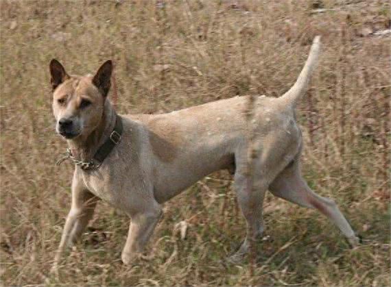 中国獒，号称中国第一狩猎犬的湖北箭毛犬，超霸气