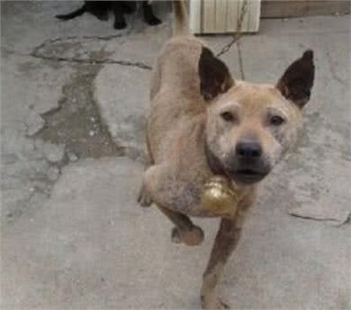 中国獒，号称中国第一狩猎犬的湖北箭毛犬，超霸气