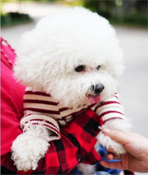 比熊犬被养的很好都有这些特点，能把比熊犬养漂亮的都是牛人