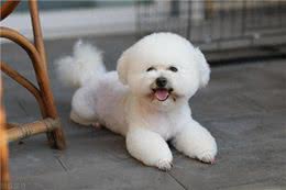比熊犬被养的很好都有这些特点，能把比熊犬养漂亮的都是牛人