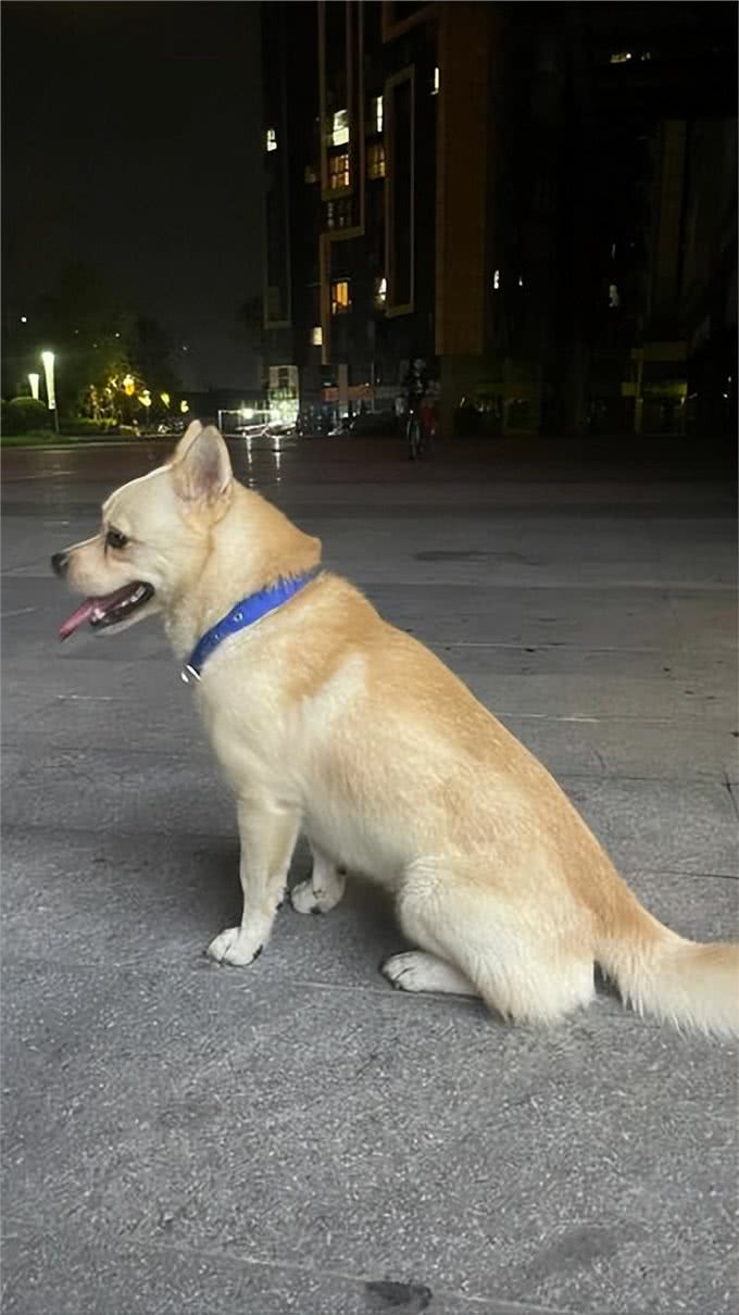 狗狗走丢，这几个救命的办法，铲屎官一定记牢了!