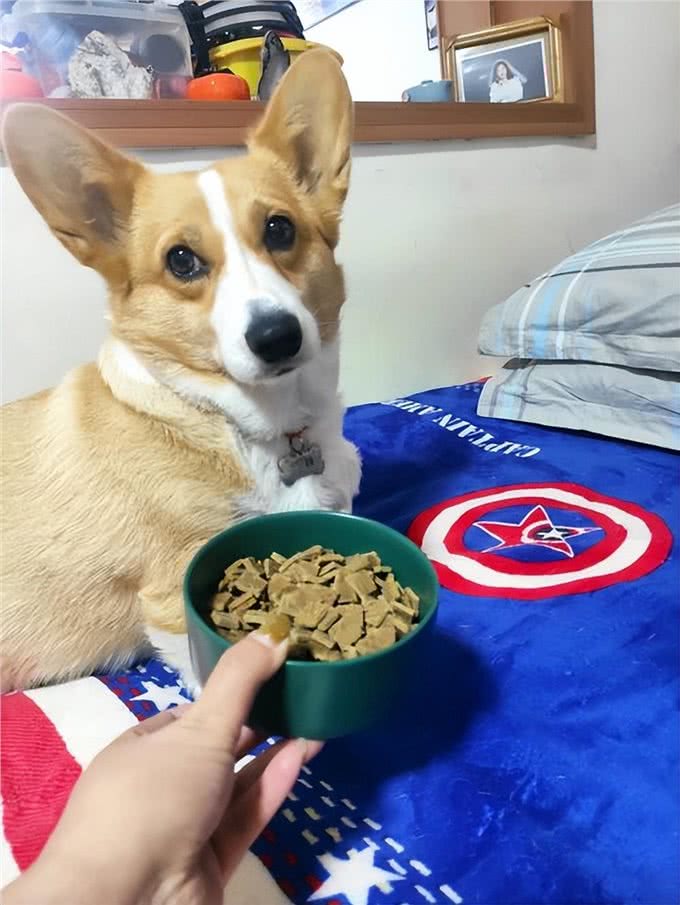 狗狗走丢，这几个救命的办法，铲屎官一定记牢了!
