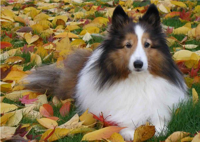 比边牧更神经质的狗，喜乐蒂牧羊犬，适合养吗