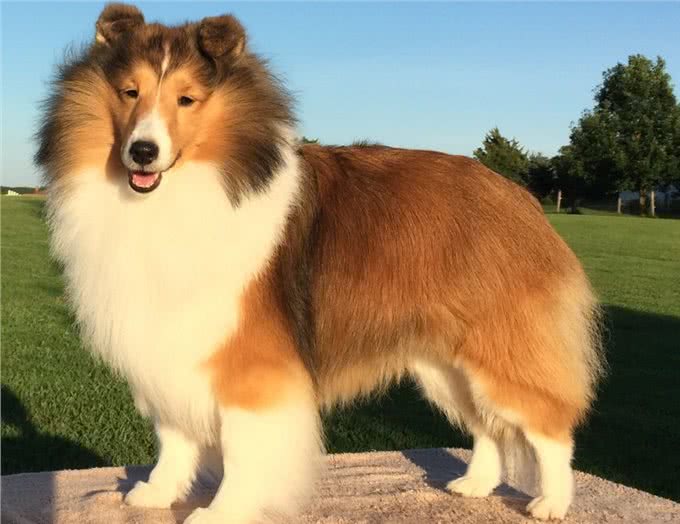比边牧更神经质的狗，喜乐蒂牧羊犬，适合养吗