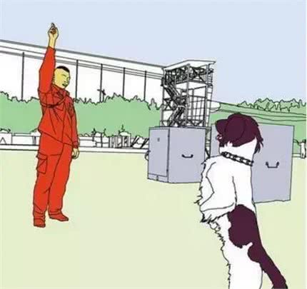 锋哥的初心宠物课堂：关于挑选边牧七白三通的误区你了解吗?