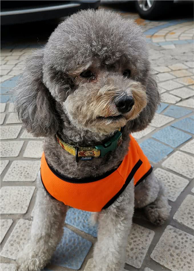 为什么不建议养泰迪犬?