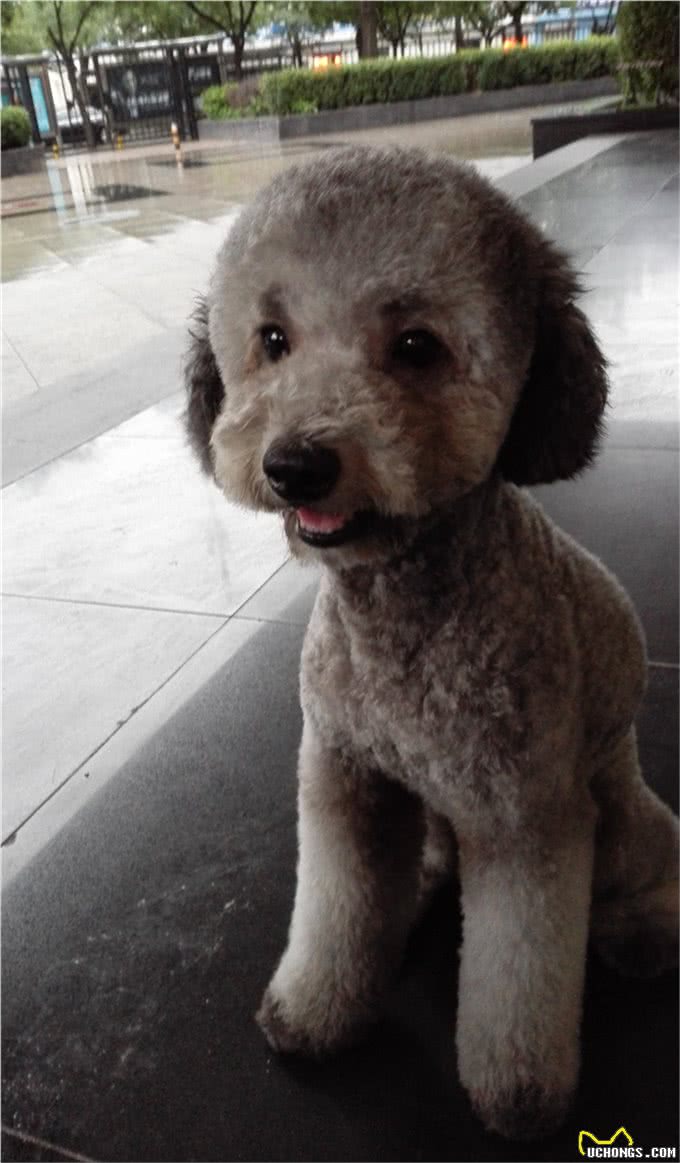 为什么不建议养泰迪犬?