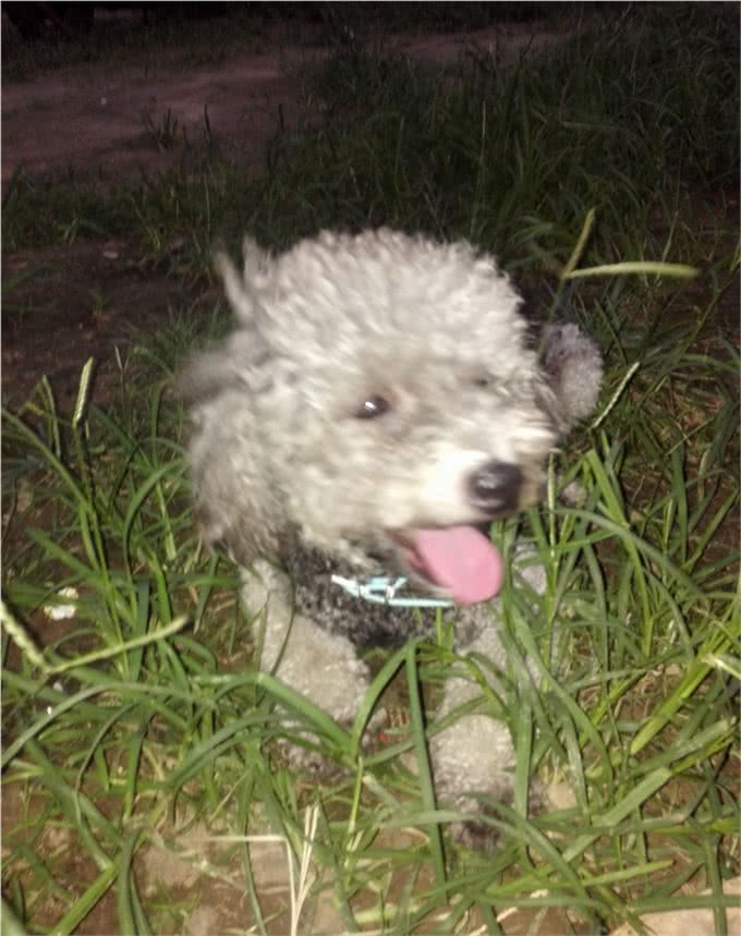 为什么不建议养泰迪犬?