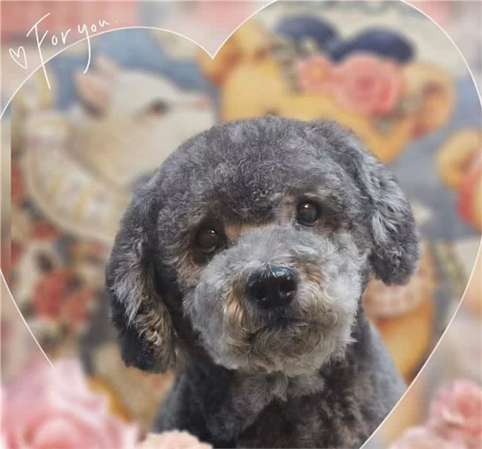 为什么不建议养泰迪犬?