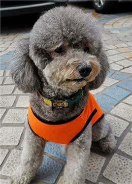 为什么不建议养泰迪犬?