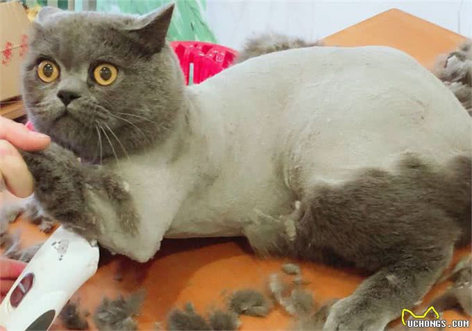 猫咪剃成无毛猫后就能摆脱猫毛过敏?我来告诉你真相