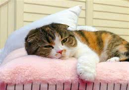 猫咪剃成无毛猫后就能摆脱猫毛过敏?我来告诉你真相