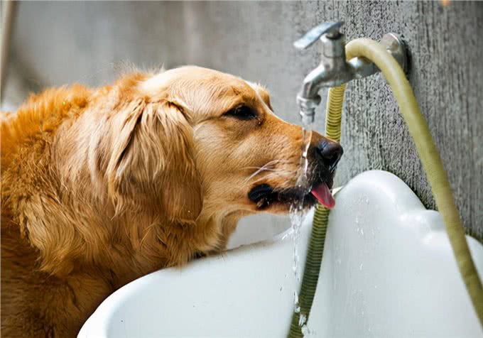 寄生虫困扰:狗狗里的寄生虫,怎么处理会比较好而且快速?