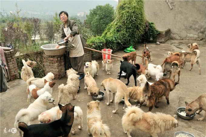 如何选择一只满意的狗狗，你需要了解这八点