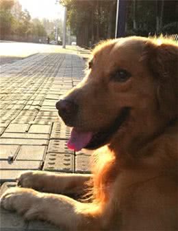 金毛的秘密生活：掉毛和偷鞋的专家