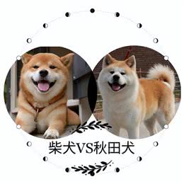 看似双胞胎的柴犬和秋田犬，很多人都分不清