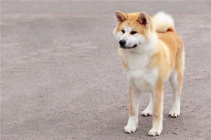 最忠心的三种狗狗对比最不忠心的三种狗狗，有你家的吗?