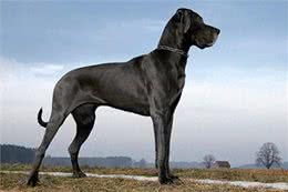 揭秘最大的犬种之争!吉尼斯记录中的狗狗们究竟有何特别之处