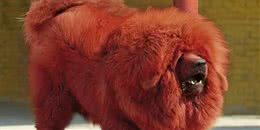 6种被认为是极度危险的猛犬，比特犬排第二，藏獒上榜