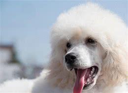 神奇的秘技，告别贵宾犬泪痕!
