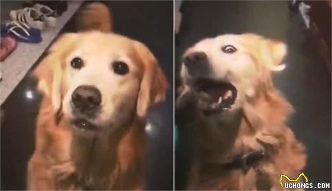 挑食的黄金猎犬接障眼法肉肉，敷衍嚼3口就吐掉:当本汪吃素的?