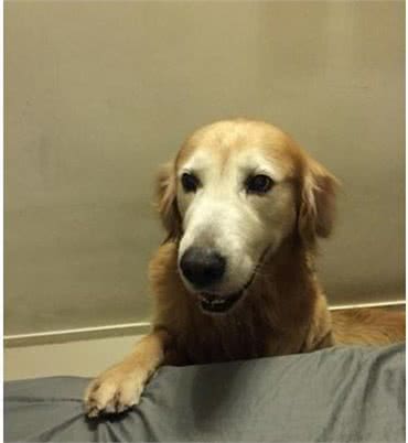 挑食的黄金猎犬接障眼法肉肉，敷衍嚼3口就吐掉:当本汪吃素的?