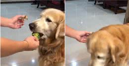 挑食的黄金猎犬接障眼法肉肉，敷衍嚼3口就吐掉:当本汪吃素的?