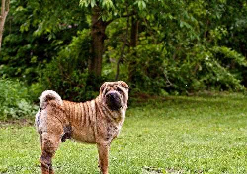 268元沈阳缘分宠物火化,被誉为大明朝第一勇士的猛犬,称霸天下