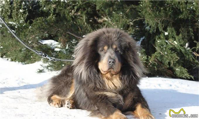 268元沈阳缘分宠物火化,被誉为大明朝第一勇士的猛犬,称霸天下