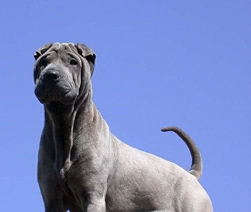 268元沈阳缘分宠物火化,被誉为大明朝第一勇士的猛犬,称霸天下
