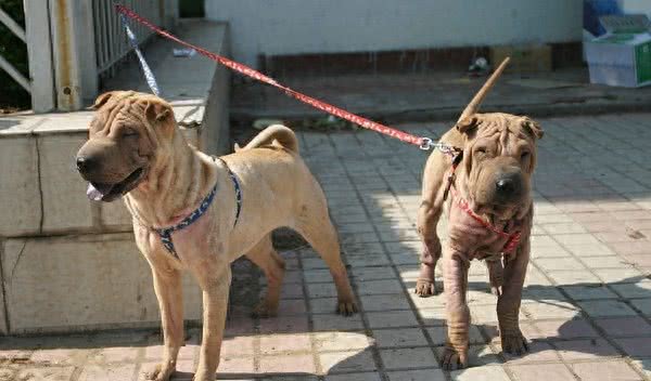 268元沈阳缘分宠物火化,被誉为大明朝第一勇士的猛犬,称霸天下