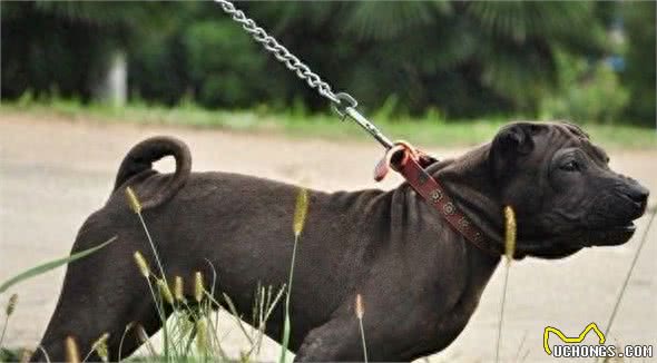 268元沈阳缘分宠物火化,被誉为大明朝第一勇士的猛犬,称霸天下