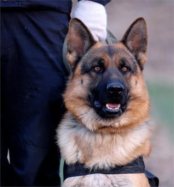 警犬都是哪些品种,我国自行培育的犬种你知道吗