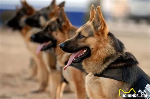 警犬都是哪些品种,我国自行培育的犬种你知道吗