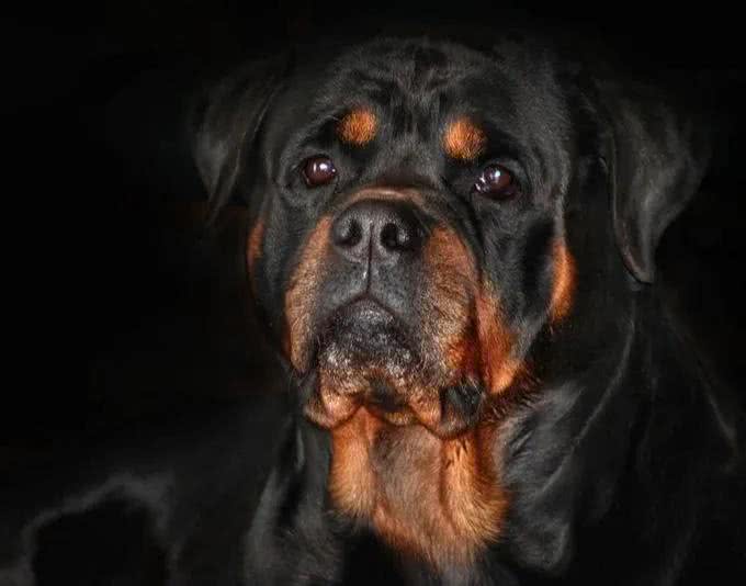 警犬都是哪些品种,我国自行培育的犬种你知道吗