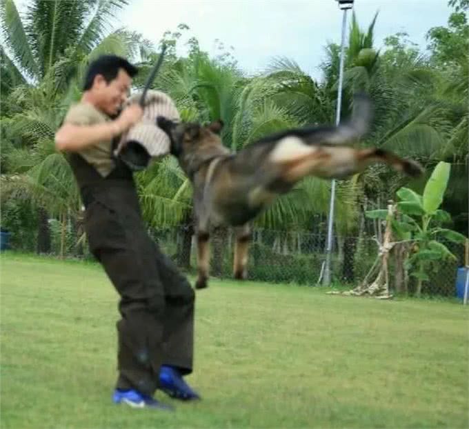 警犬都是哪些品种,我国自行培育的犬种你知道吗