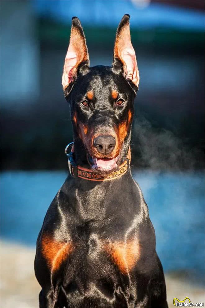 警犬都是哪些品种,我国自行培育的犬种你知道吗