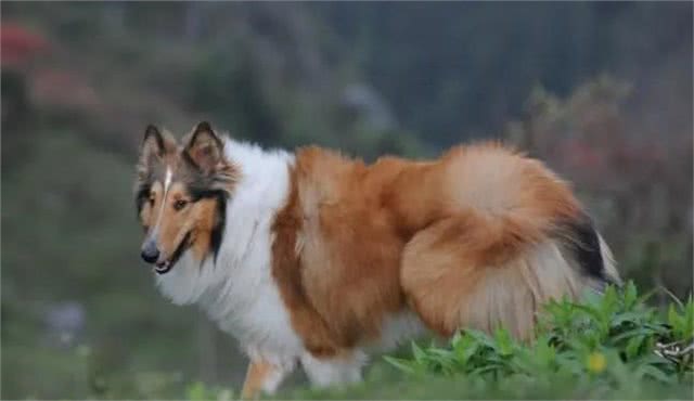 警犬都是哪些品种,我国自行培育的犬种你知道吗