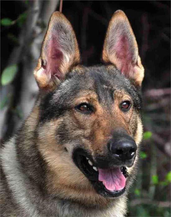警犬都是哪些品种,我国自行培育的犬种你知道吗