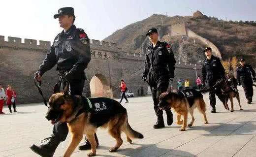 警犬都是哪些品种,我国自行培育的犬种你知道吗