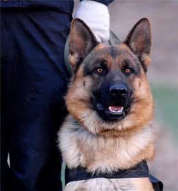 警犬都是哪些品种，我国自行培育的犬种你知道吗