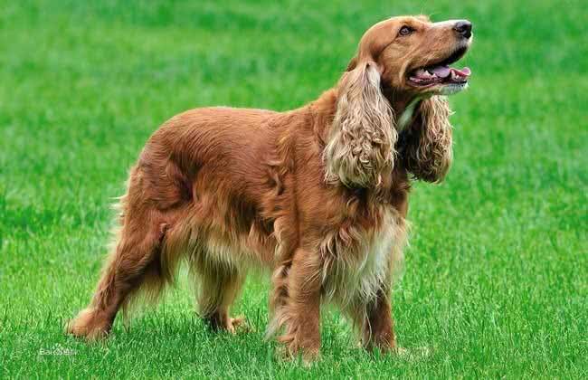 世界名犬—美国可卡犬