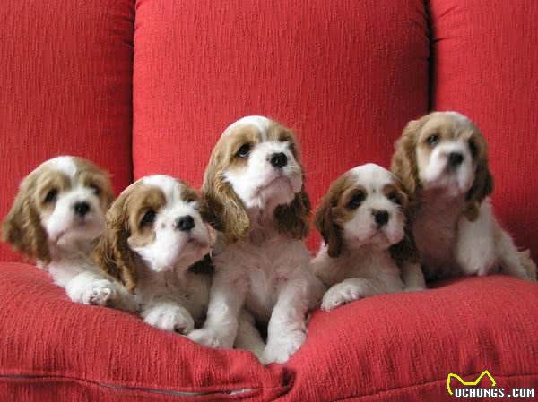 世界名犬—美国可卡犬