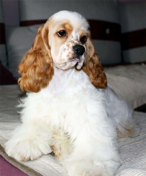 世界名犬—美国可卡犬