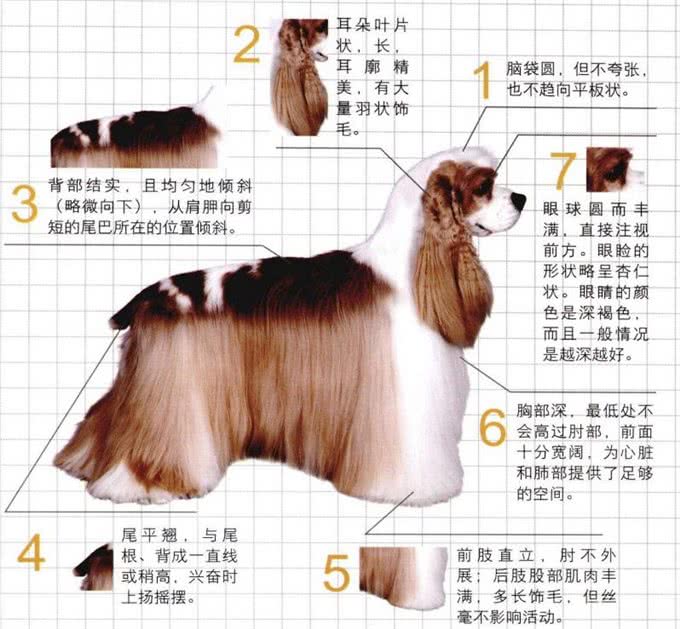 世界名犬—美国可卡犬