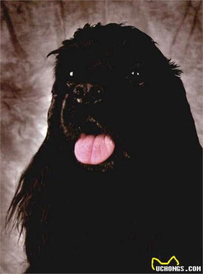 世界名犬—美国可卡犬