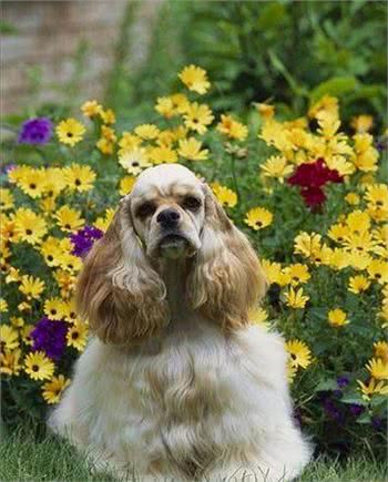 世界名犬—美国可卡犬