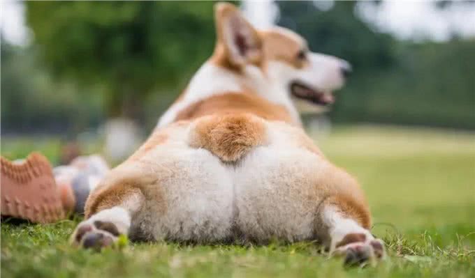 宠知识丨蜜桃臀，小短腿—威尔士柯基犬